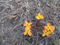 Talinum aurantiacum