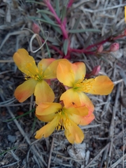 Talinum aurantiacum