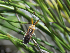 Cosmoclopius nigroannulatus