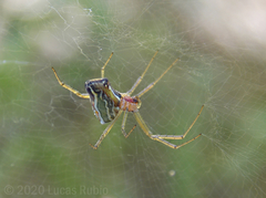 Mecynogea erythromela