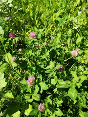 Trifolium pratense