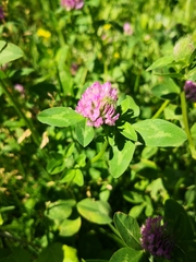Trifolium pratense