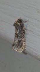 Acrolophus texanella