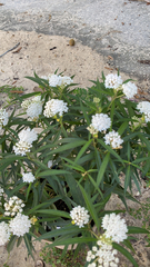 Asclepias perennis image
