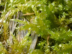 Hygrohypnum