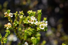 Diosma oppositifolia