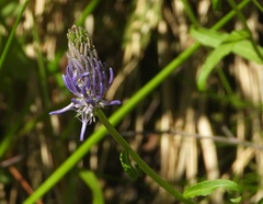 Phyteuma betonicifolium