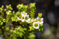 Diosma oppositifolia