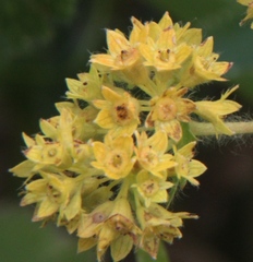 Alchemilla conglobata