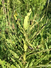 Trirhabda canadensis