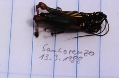 Nautia meridionalis