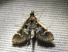 Diasemiodes janassialis