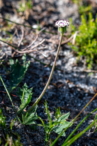 Othonna digitata