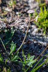 Othonna digitata