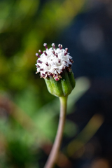 Othonna digitata