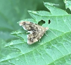 Anthophila fabriciana