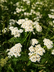 Achillea millefolium