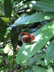 Abisara saturata kausambioides