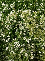 Achillea millefolium
