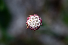 Othonna digitata