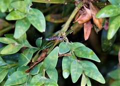 Sphelodon phoxopteridis