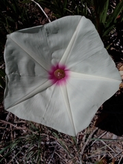 Ipomoea longifolia