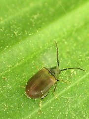 Ectopria