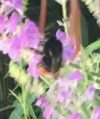 Bombus lapidarius