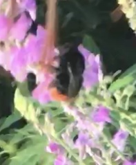 Bombus lapidarius