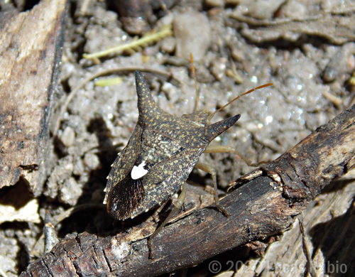 Euschistus longiceps · iNaturalist