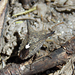 Euschistus longiceps - Photo (c) Lucas Rubio, algunos derechos reservados (CC BY), subido por Lucas Rubio