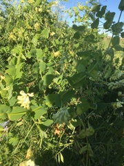 Vicia pisiformis