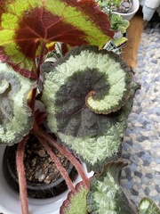 Begonia rex-cultorum