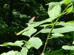 Satyrium calanus