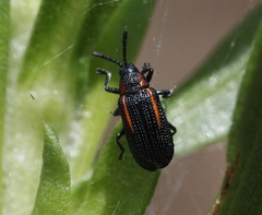 Microrhopala rubrolineata
