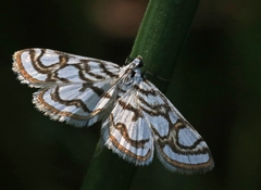 Nymphula nitidulata