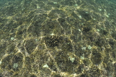 Pocillopora capitata