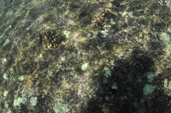 Pocillopora capitata