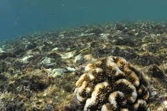 Pocillopora capitata