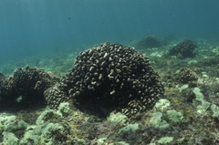 Pocillopora capitata
