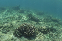 Pocillopora capitata