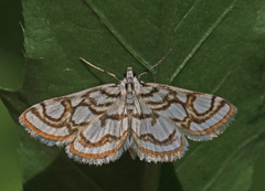 Nymphula nitidulata