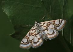 Nymphula nitidulata