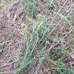 Lithospermum strictum