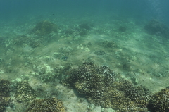 Pocillopora capitata