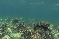 Pocillopora capitata