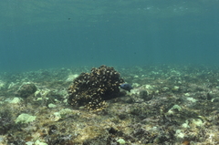 Pocillopora capitata