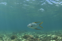 Trachinotus rhodopus