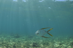 Trachinotus rhodopus