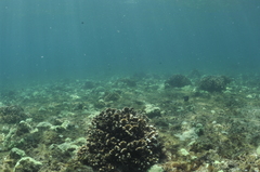 Pocillopora capitata